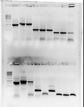F102471 2009-08-24 Colony PCR fMT SmtA MymT.JPG