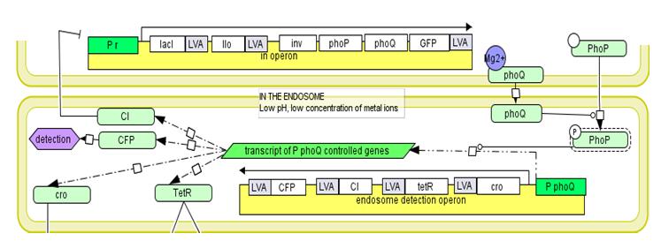 Fig 3. Overview of endosomal detection operon.