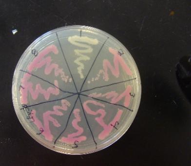 8 colonies from colony PCR.jpg