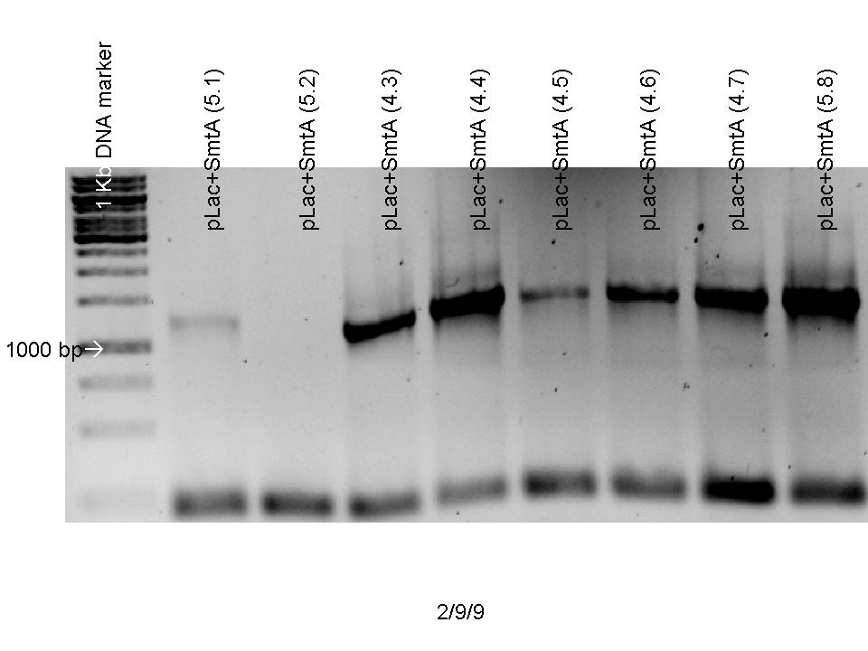 Colony PCR SmtA pLac (pSB1A2) - 02september2009.jpg