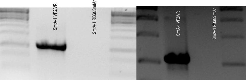 Colony PCR of SmtA-1 - 05september2009.jpg