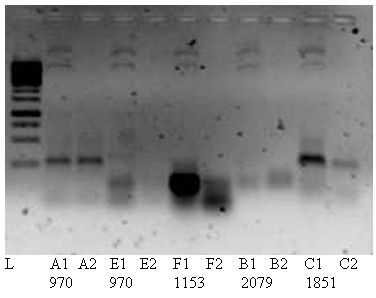 PCR15-7-19.jpg