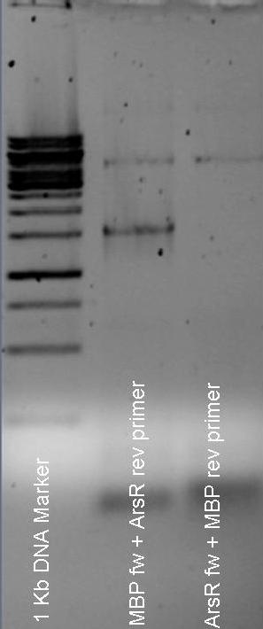 PCR Check MBP-ArsR - 24august2009.jpg
