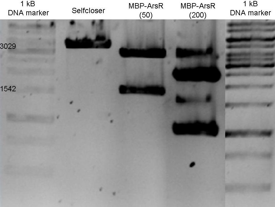 MBP-ArsR Fusion protein in pSB1AC3 restricted with XbaI & EcoRI - 18august2009.jpg